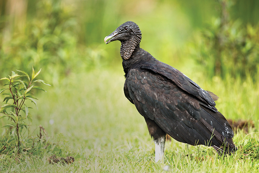 Vultures: They may look a bit shabby, but they’ve got hearts